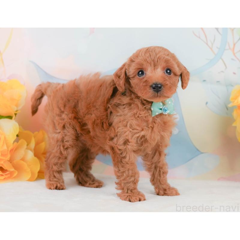 販売中の静岡県のトイプードル-455499の6枚目