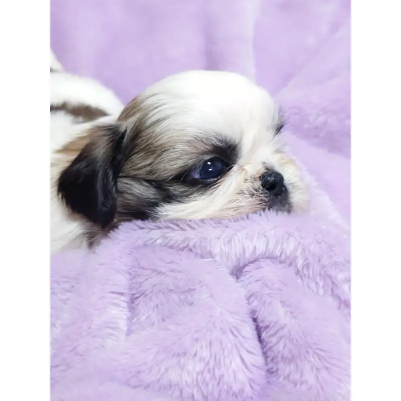 販売中の長野県のシーズー-455481の4枚目