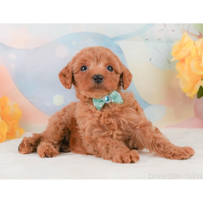 販売中の静岡県のトイプードル-455499の4枚目