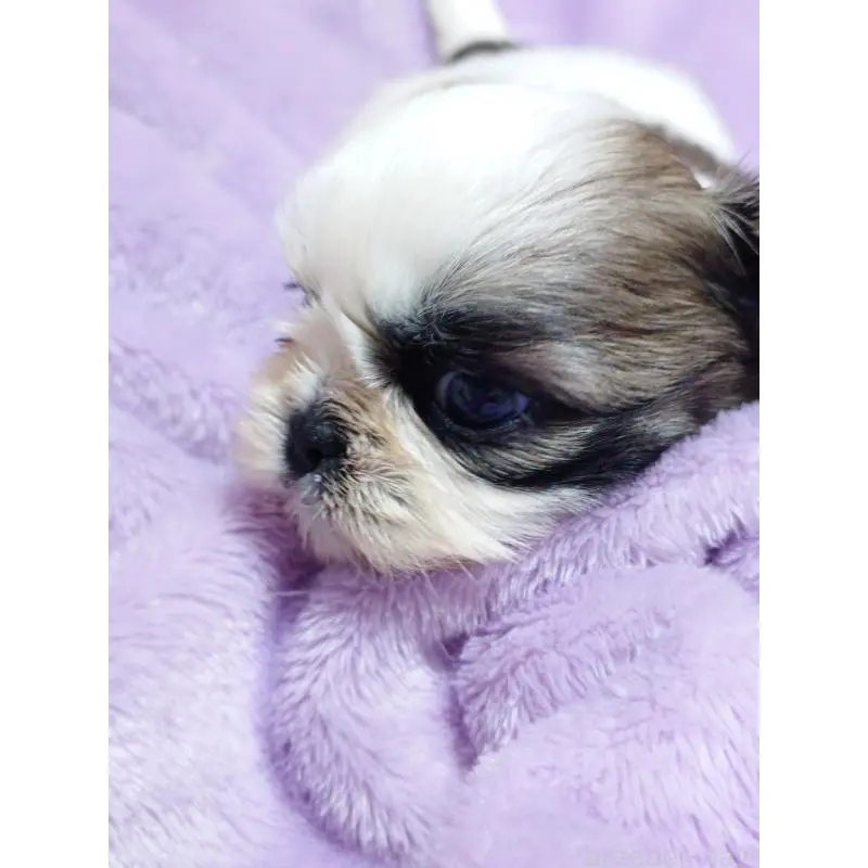 販売中の長野県のシーズー-455481の3枚目