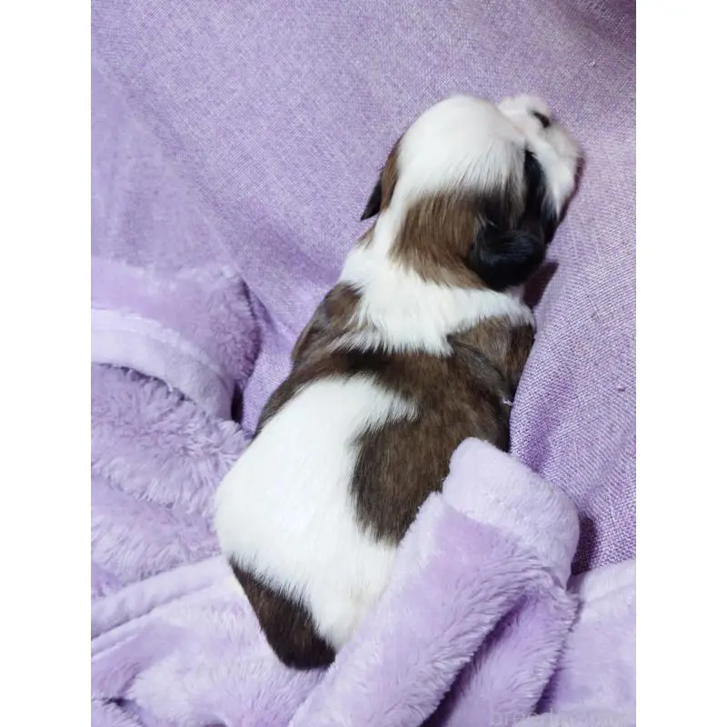 販売中の長野県のシーズー-455481の2枚目