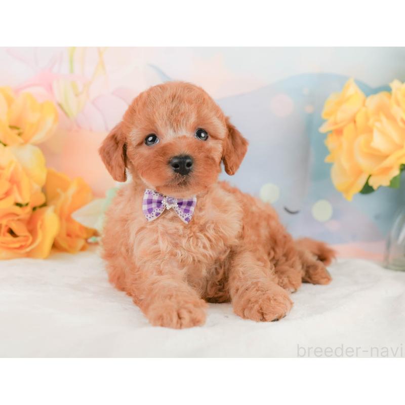 販売中の静岡県のトイプードル-455500の10枚目