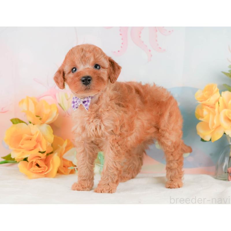 販売中の静岡県のトイプードル-455500の9枚目