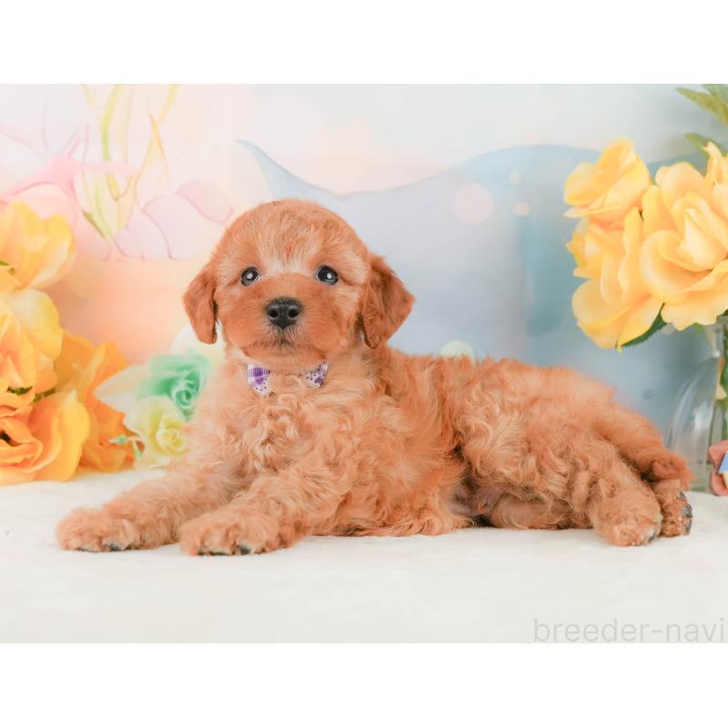 販売中の静岡県のトイプードル-455500の8枚目