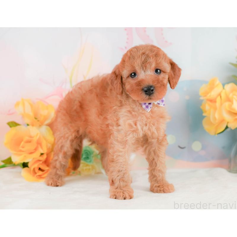 販売中の静岡県のトイプードル-455500の7枚目