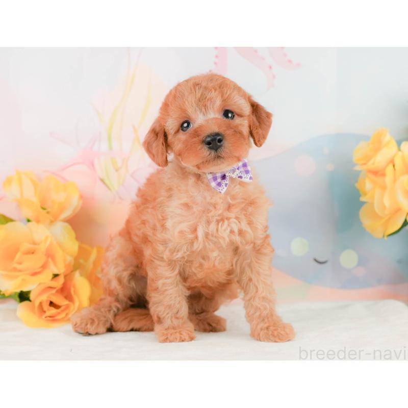 販売中の静岡県のトイプードル-455500の6枚目