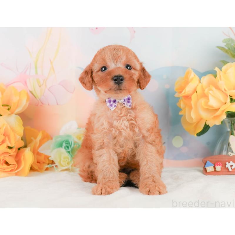 販売中の静岡県のトイプードル-455500の5枚目