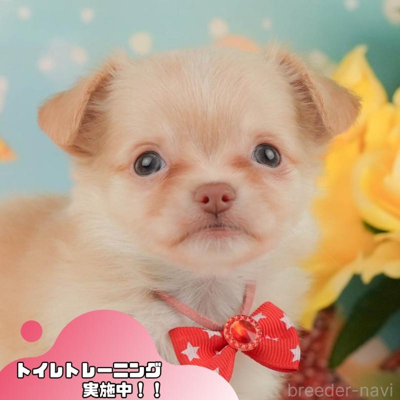 ♀︎チワワ(ロングコート)