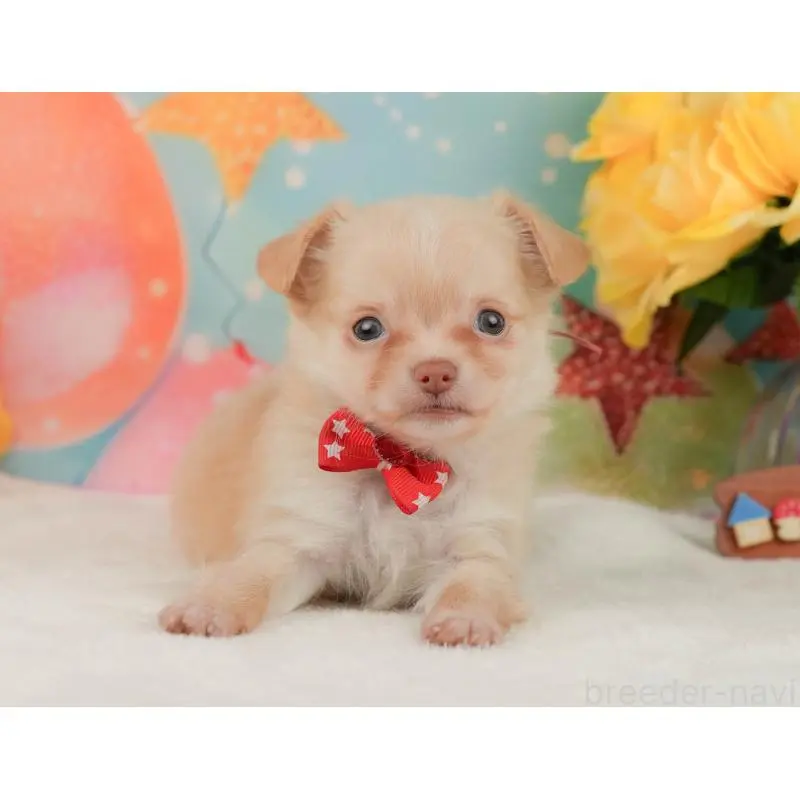 販売中の静岡県のチワワ(ロングコート)-455503の10枚目