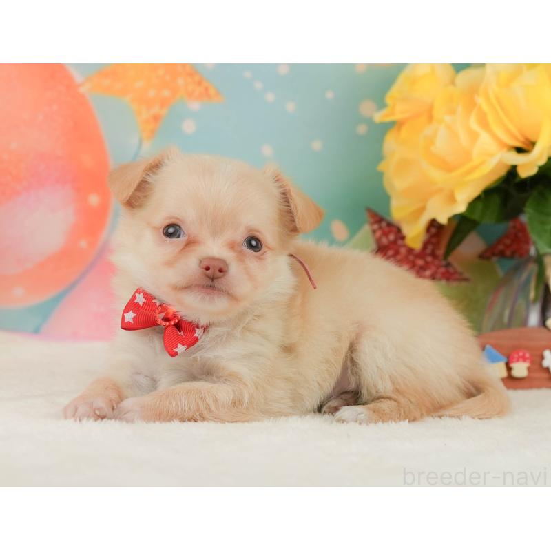 販売中の静岡県のチワワ(ロングコート)-455503の8枚目