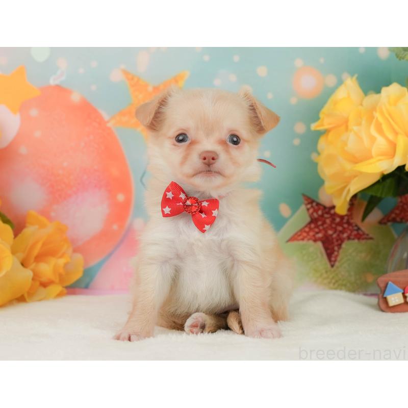 販売中の静岡県のチワワ(ロングコート)-455503の7枚目