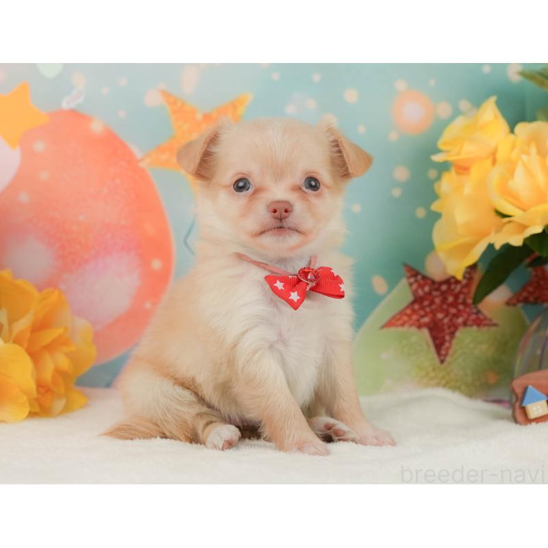 販売中の静岡県のチワワ(ロングコート)-455503の6枚目