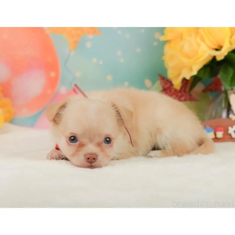 販売中の静岡県のチワワ(ロングコート)-455503の5枚目