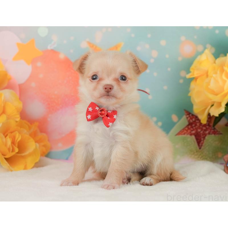 販売中の静岡県のチワワ(ロングコート)-455503の4枚目