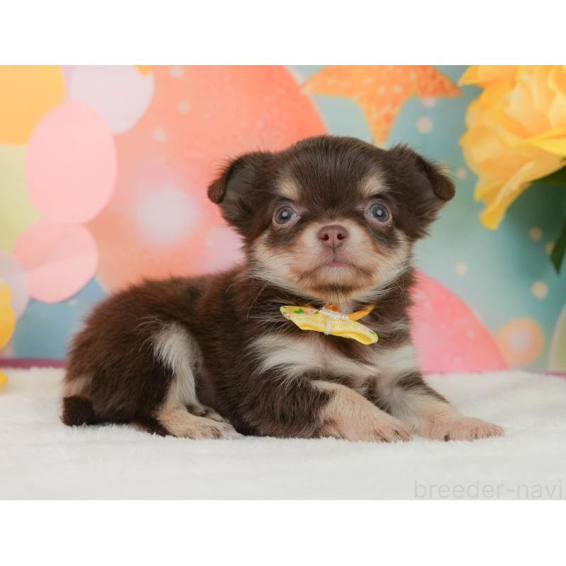 販売中の静岡県のチワワ(ロングコート)-455504の10枚目