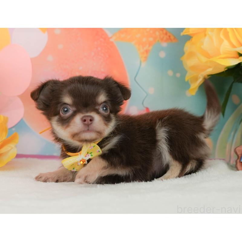 販売中の静岡県のチワワ(ロングコート)-455504の9枚目