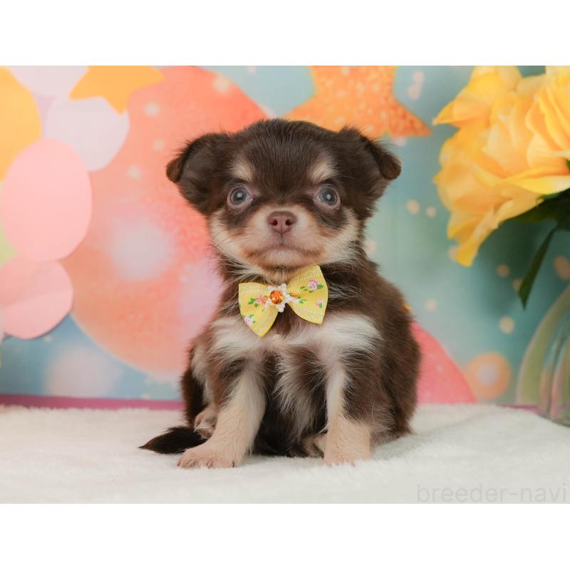 販売中の静岡県のチワワ(ロングコート)-455504の7枚目