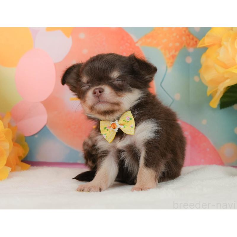 販売中の静岡県のチワワ(ロングコート)-455504の6枚目