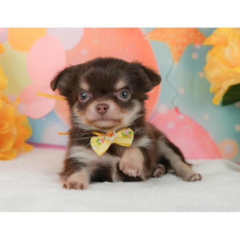 販売中の静岡県のチワワ(ロングコート)-455504の5枚目