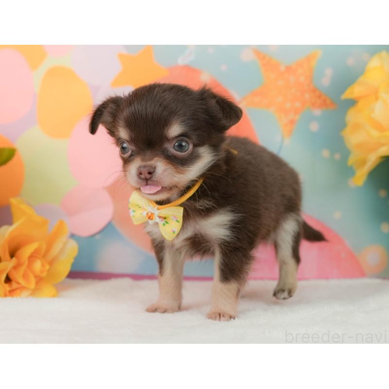 販売中の静岡県のチワワ(ロングコート)-455504の4枚目