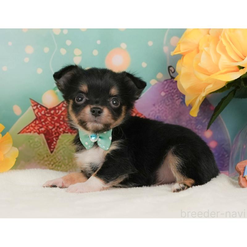 販売中の静岡県のチワワ(ロングコート)-455506の9枚目