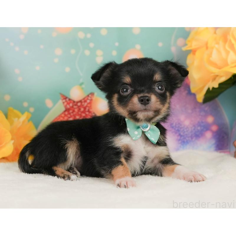 販売中の静岡県のチワワ(ロングコート)-455506の7枚目