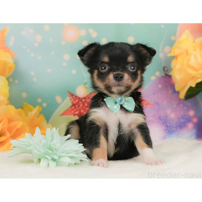 販売中の静岡県のチワワ(ロングコート)-455506の6枚目