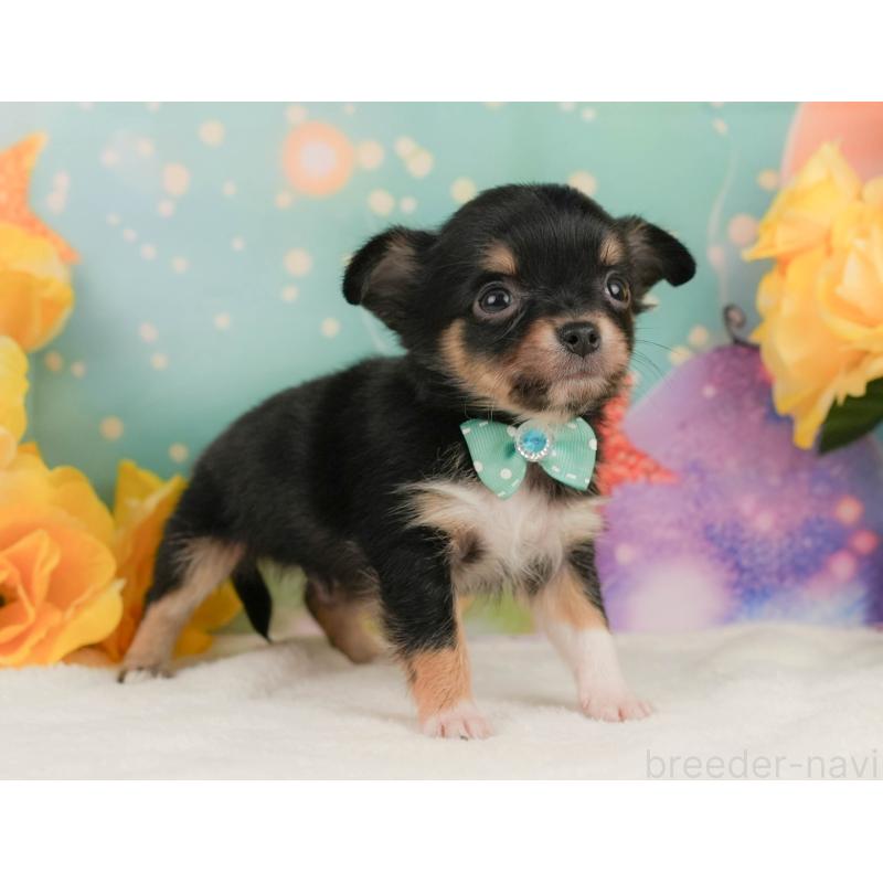 販売中の静岡県のチワワ(ロングコート)-455506の4枚目