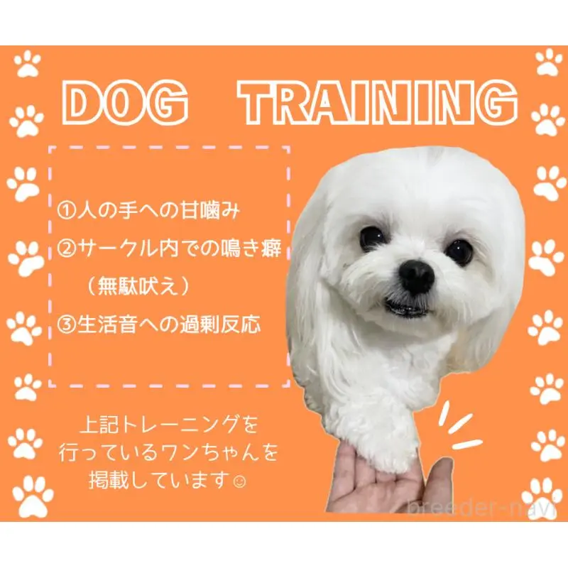 販売中の静岡県のチワワ(ロングコート)-455506の3枚目