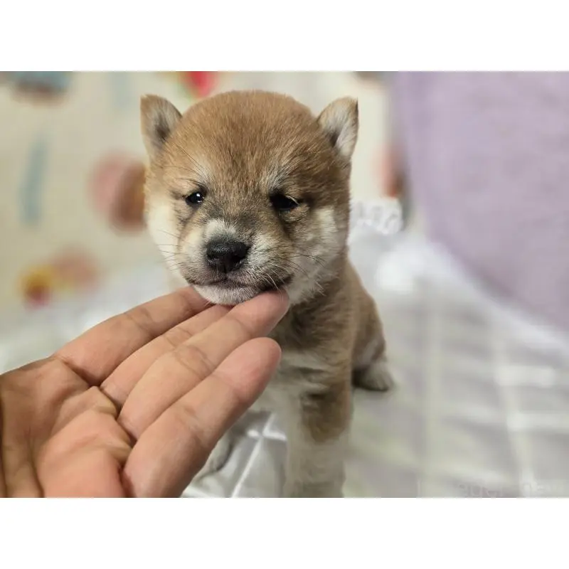 販売中の香川県の豆柴-455484の13枚目