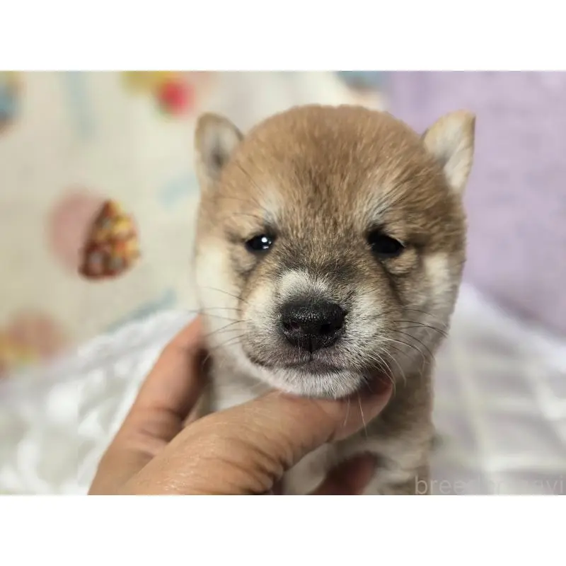 販売中の香川県の豆柴-455484の11枚目