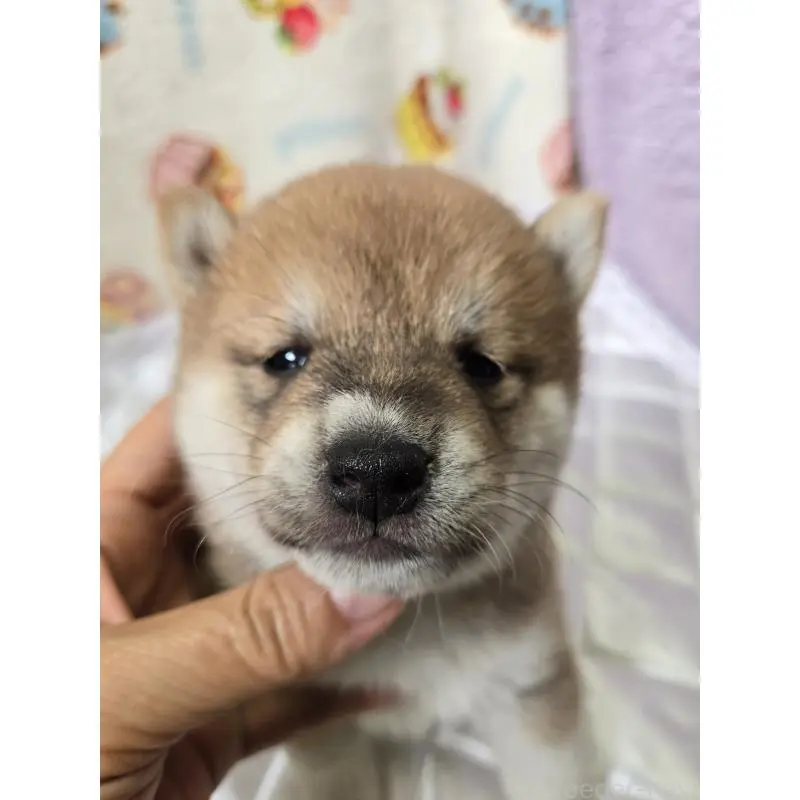 販売中の香川県の豆柴-455484の10枚目