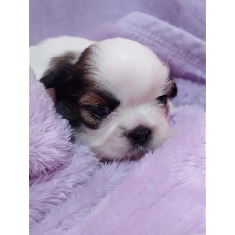 販売中の長野県のシーズー-455485の4枚目