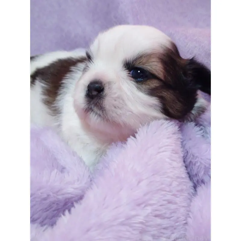 販売中の長野県のシーズー-455485の3枚目