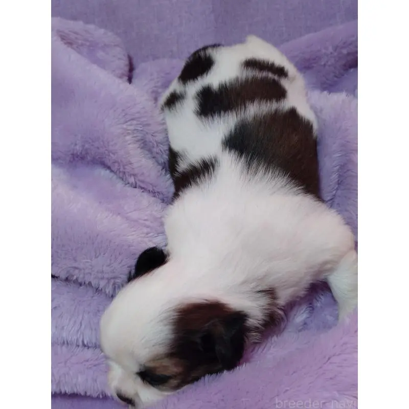 販売中の長野県のシーズー-455485の2枚目