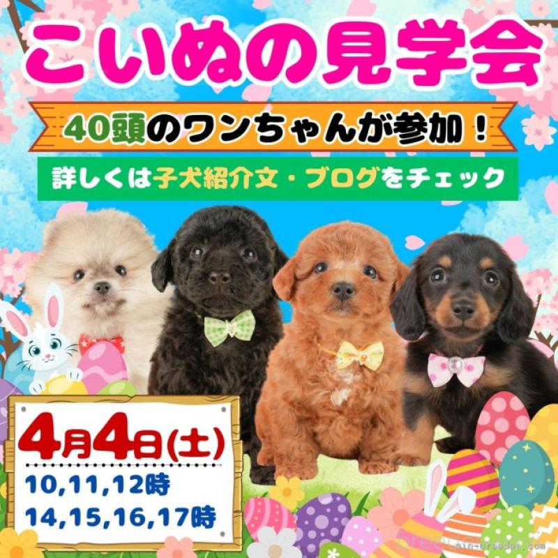 販売中の静岡県のミニチュアダックスフンド(ロングヘアード)-455509の16枚目