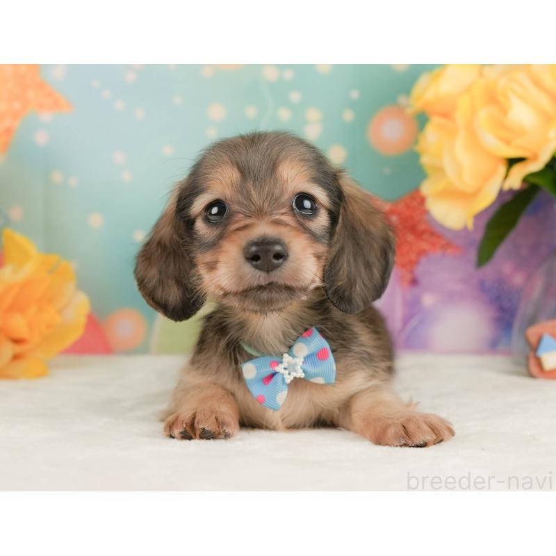 販売中の静岡県のミニチュアダックスフンド(ロングヘアード)-455509の10枚目