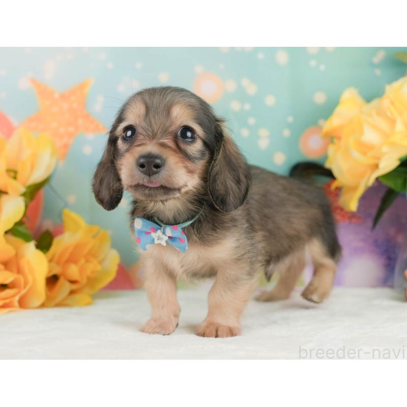 販売中の静岡県のミニチュアダックスフンド(ロングヘアード)-455509の9枚目