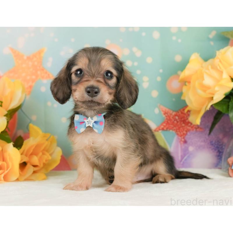 販売中の静岡県のミニチュアダックスフンド(ロングヘアード)-455509の8枚目