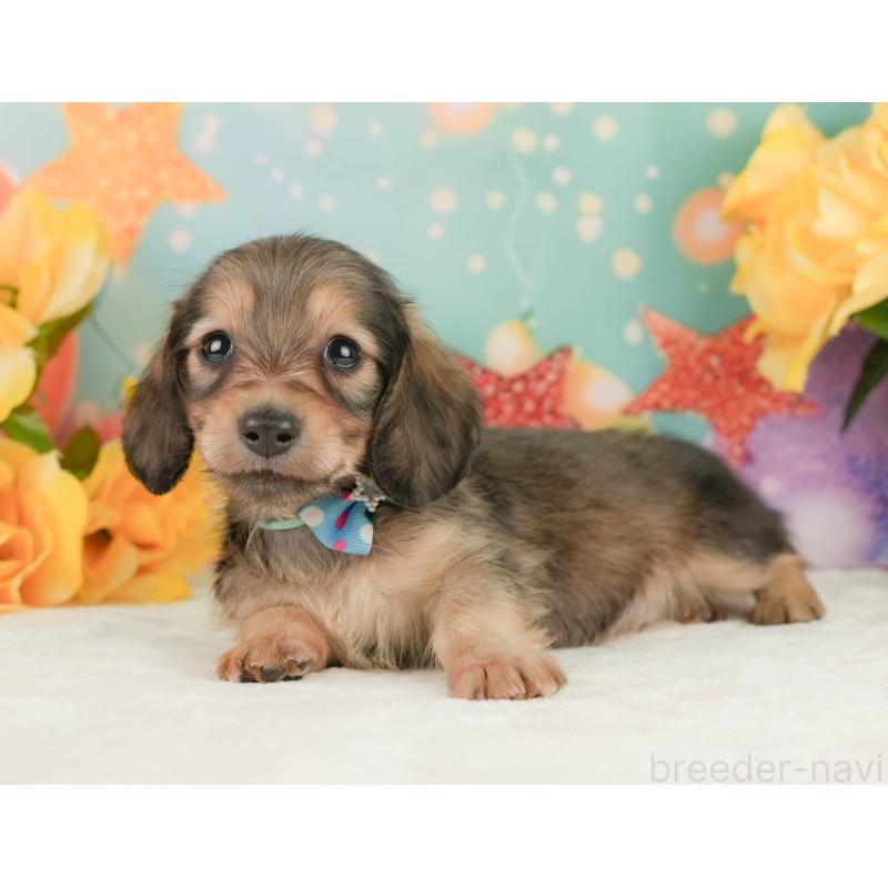 販売中の静岡県のミニチュアダックスフンド(ロングヘアード)-455509の7枚目