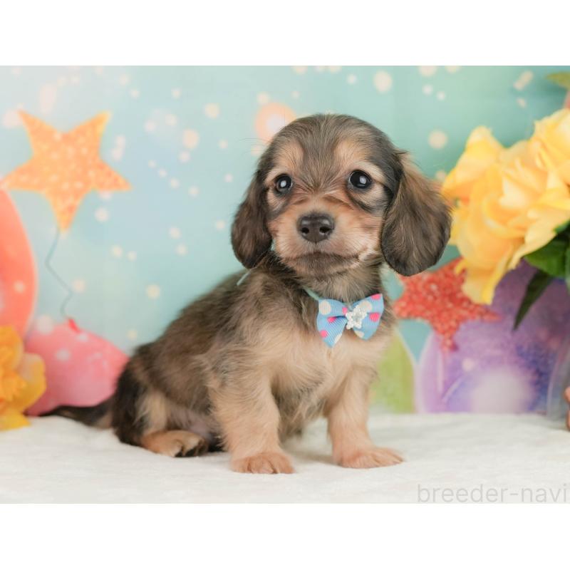 販売中の静岡県のミニチュアダックスフンド(ロングヘアード)-455509の6枚目