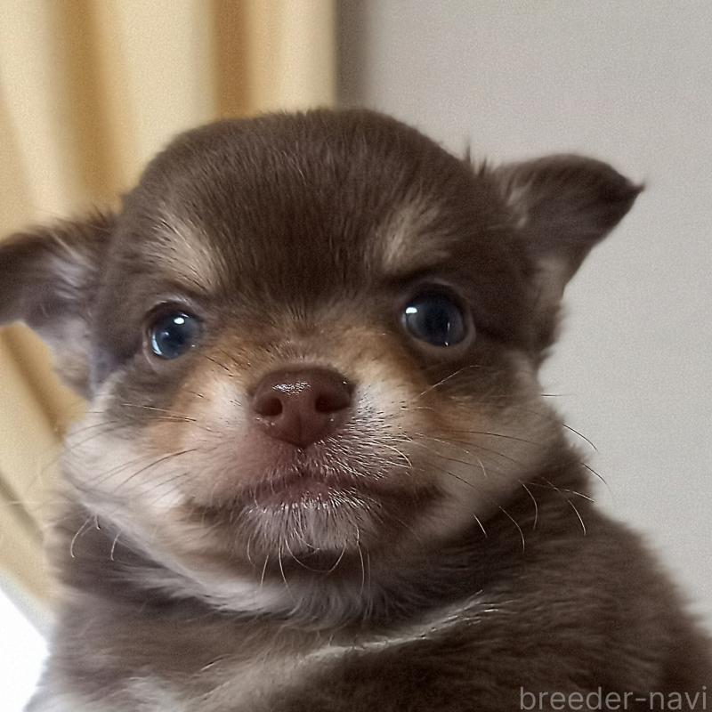 販売中の山口県のチワワ(ロングコート)-453152の6枚目