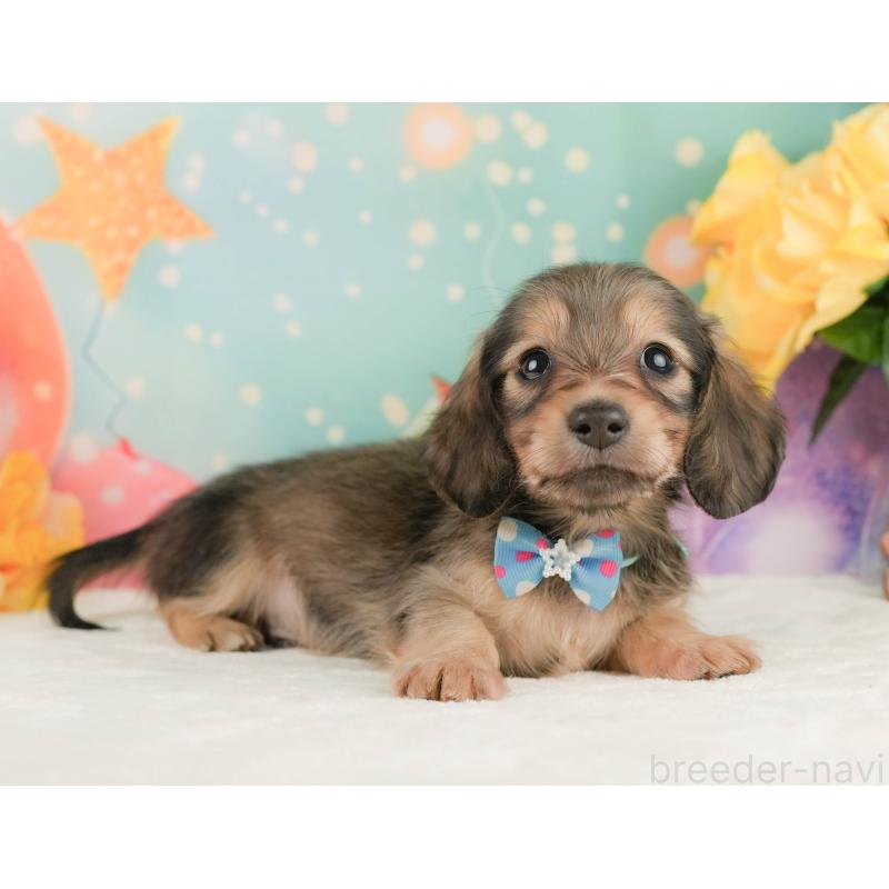 販売中の静岡県のミニチュアダックスフンド(ロングヘアード)-455509の5枚目