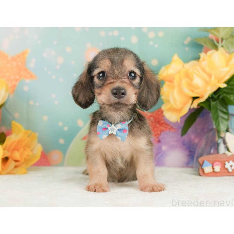 販売中の静岡県のミニチュアダックスフンド(ロングヘアード)-455509の4枚目