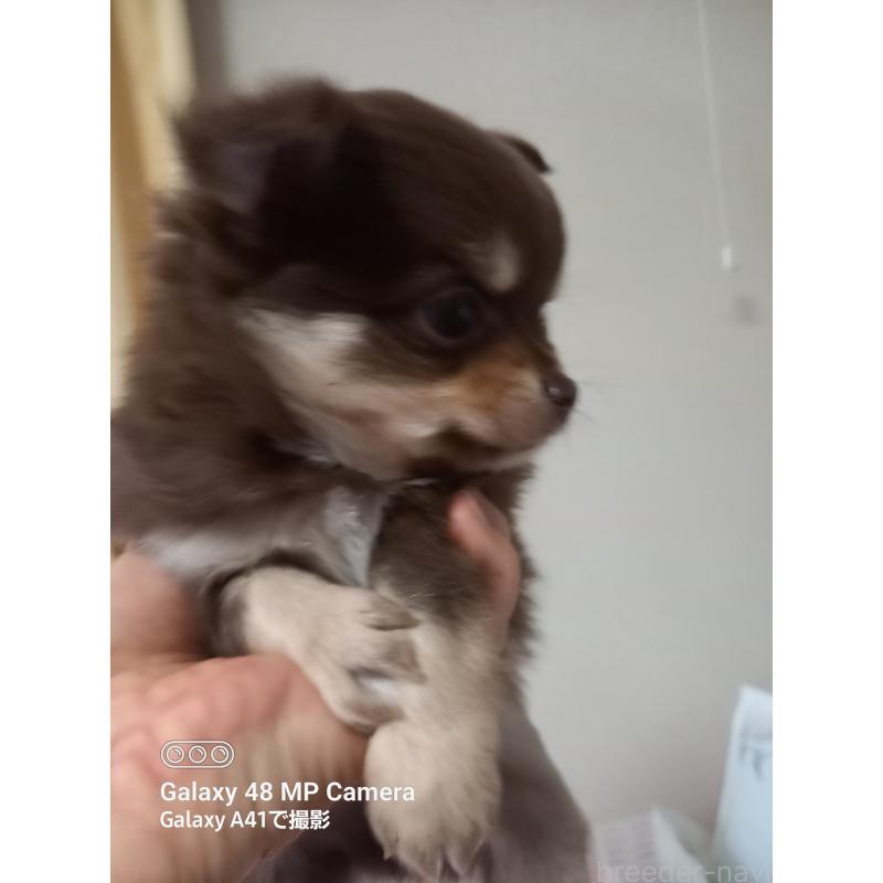 販売中の山口県のチワワ(ロングコート)-453152の5枚目