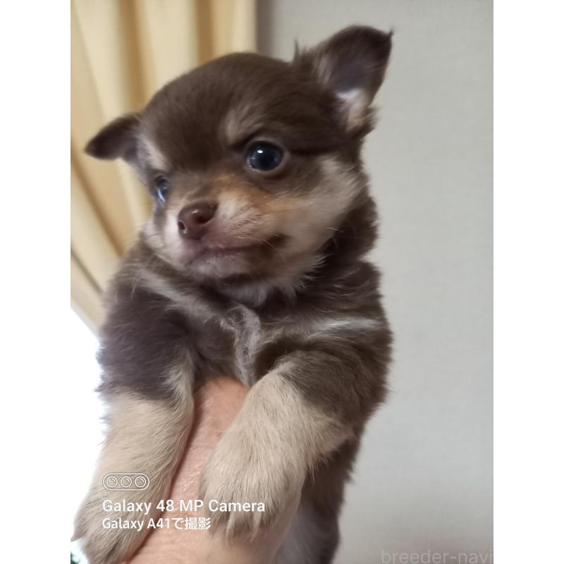 販売中の山口県のチワワ(ロングコート)-453152の4枚目