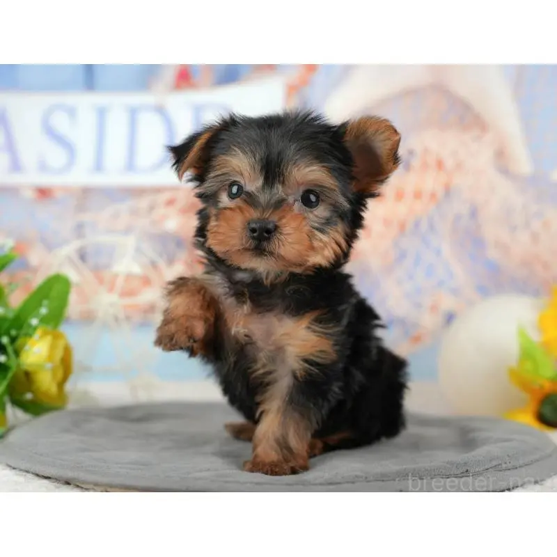 販売中の埼玉県のヨークシャーテリア-455621の15枚目