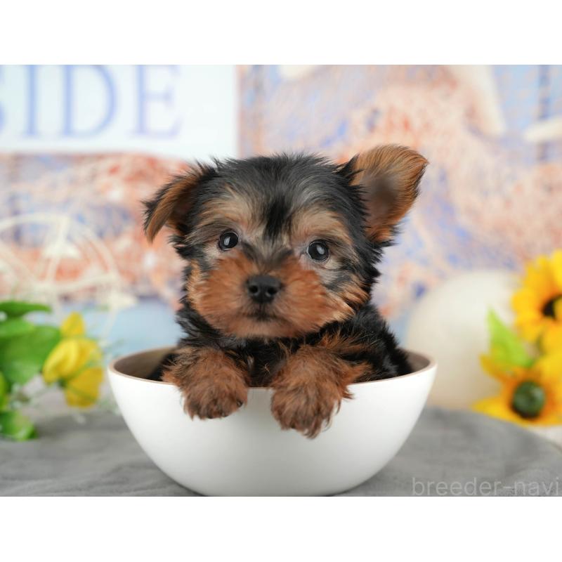 販売中の埼玉県のヨークシャーテリア-455621の14枚目