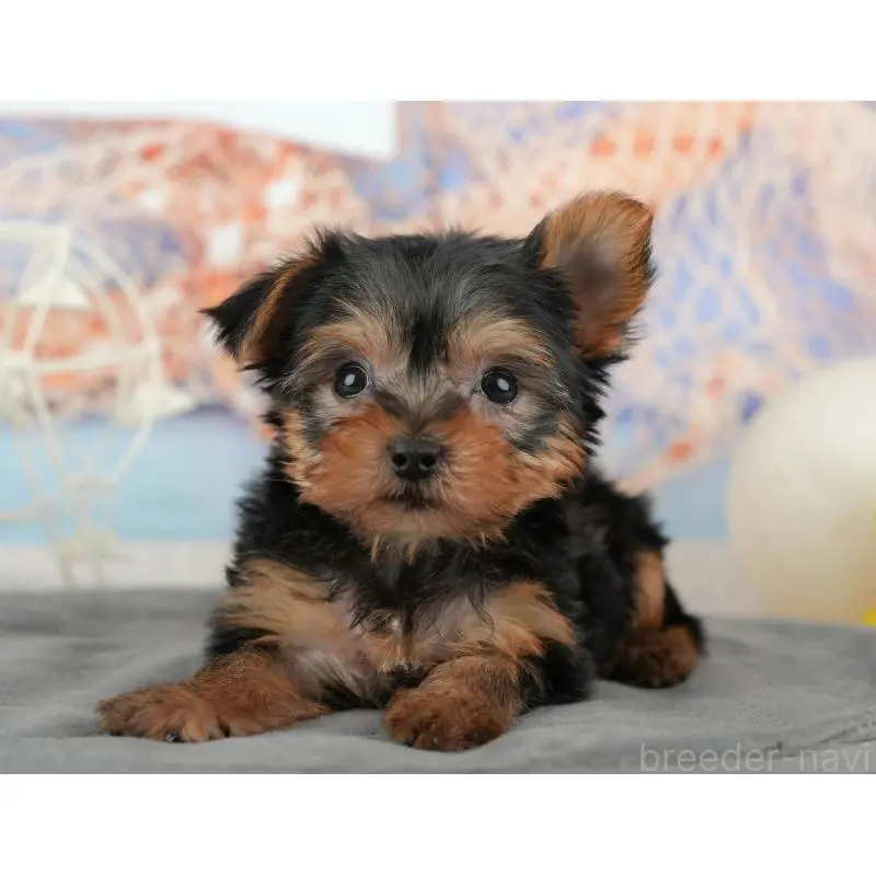 販売中の埼玉県のヨークシャーテリア-455621の13枚目