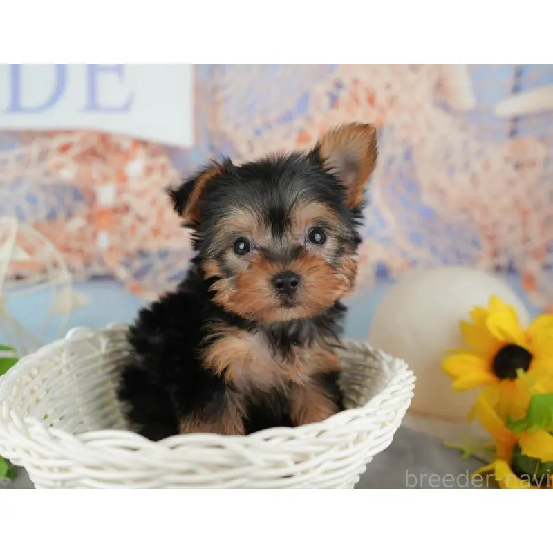 販売中の埼玉県のヨークシャーテリア-455621の12枚目